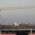 17_40-mast.jpg