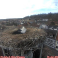 17_40-nest.jpg
