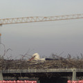 17_45-mast.jpg