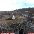 17_45-nest.jpg