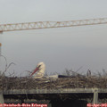 17_50-mast.jpg