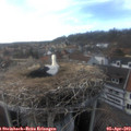 17_50-nest.jpg