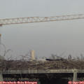17_55-mast.jpg