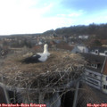 17_55-nest.jpg
