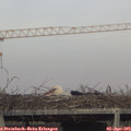 18_00-mast.jpg