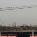 18_10-mast.jpg