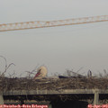 18_15-mast.jpg