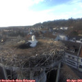 18_15-nest.jpg