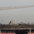 18_20-mast.jpg