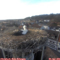 18_20-nest.jpg