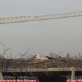 18_25-mast.jpg