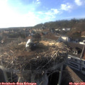 18_30-nest.jpg