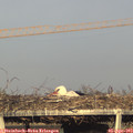 18_35-mast.jpg