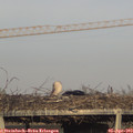 18_40-mast.jpg