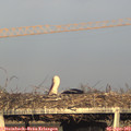 18_45-mast.jpg