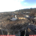 18_45-nest.jpg