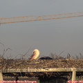 18_55-mast.jpg