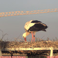 19_05-mast.jpg