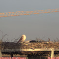 19_10-mast.jpg
