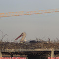 19_15-mast.jpg