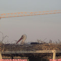 19_25-mast.jpg