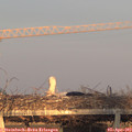 19_30-mast.jpg
