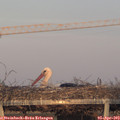 19_35-mast.jpg