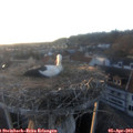 19_35-nest.jpg