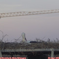 19_40-mast.jpg
