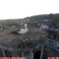 19_40-nest.jpg