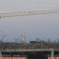 19_45-mast.jpg