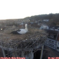 19_45-nest.jpg