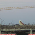 19_50-mast.jpg
