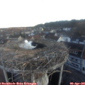 06_55-nest.jpg