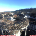 07_35-nest.jpg