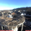 07_40-nest.jpg