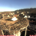 08_20-nest.jpg