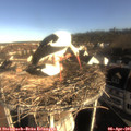 08_30-nest.jpg
