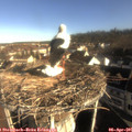 08_35-nest.jpg