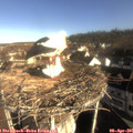 08_45-nest.jpg