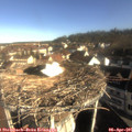 08_50-nest.jpg