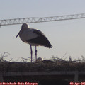 09_45-mast.jpg