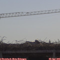 10_05-mast.jpg