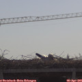 10_10-mast.jpg
