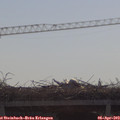 10_15-mast.jpg