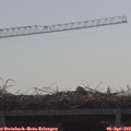 10_20-mast.jpg