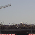 11_00-mast.jpg