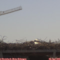 11_10-mast.jpg