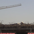 11_20-mast.jpg