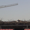 11_25-mast.jpg